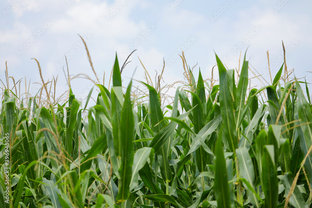 A green field of corn in India A green field of corn in India