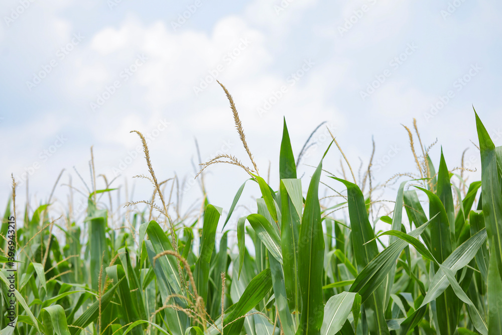Fototapeta premium A green field of corn in India