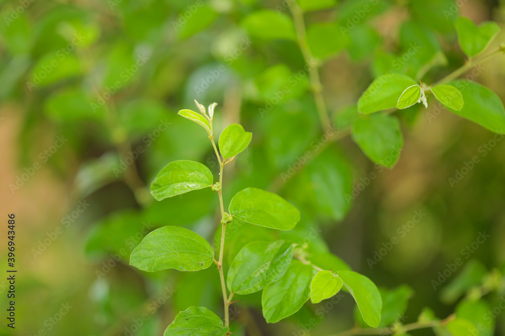 Close up of Green jujube leaf Close up of Green jujube leaf