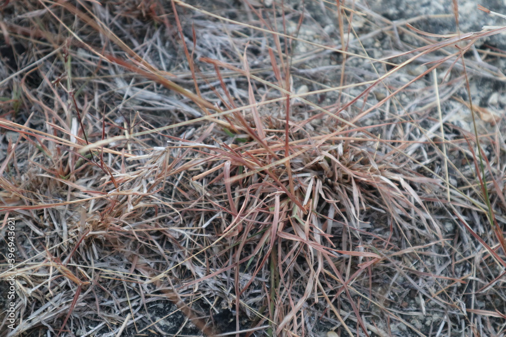 grass grass