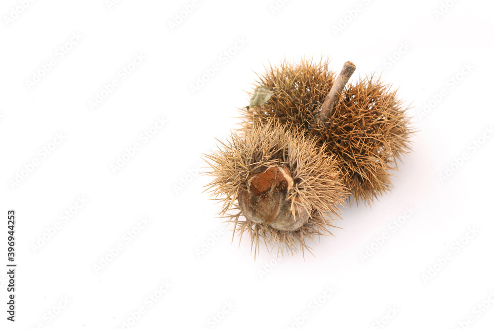 chestnuts in burrs on white background