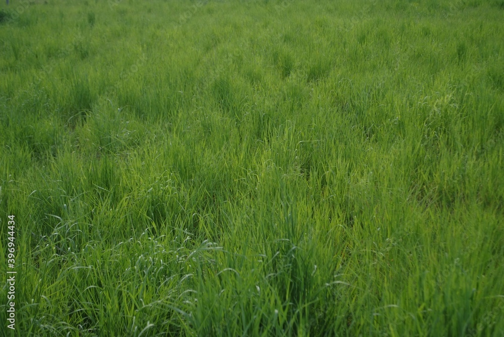 A photograph of a field on which only dense, green grass grows. A photograph of a field on which only dense, green grass grows.