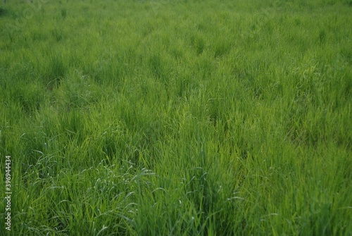 A photograph of a field on which only dense, green grass grows.