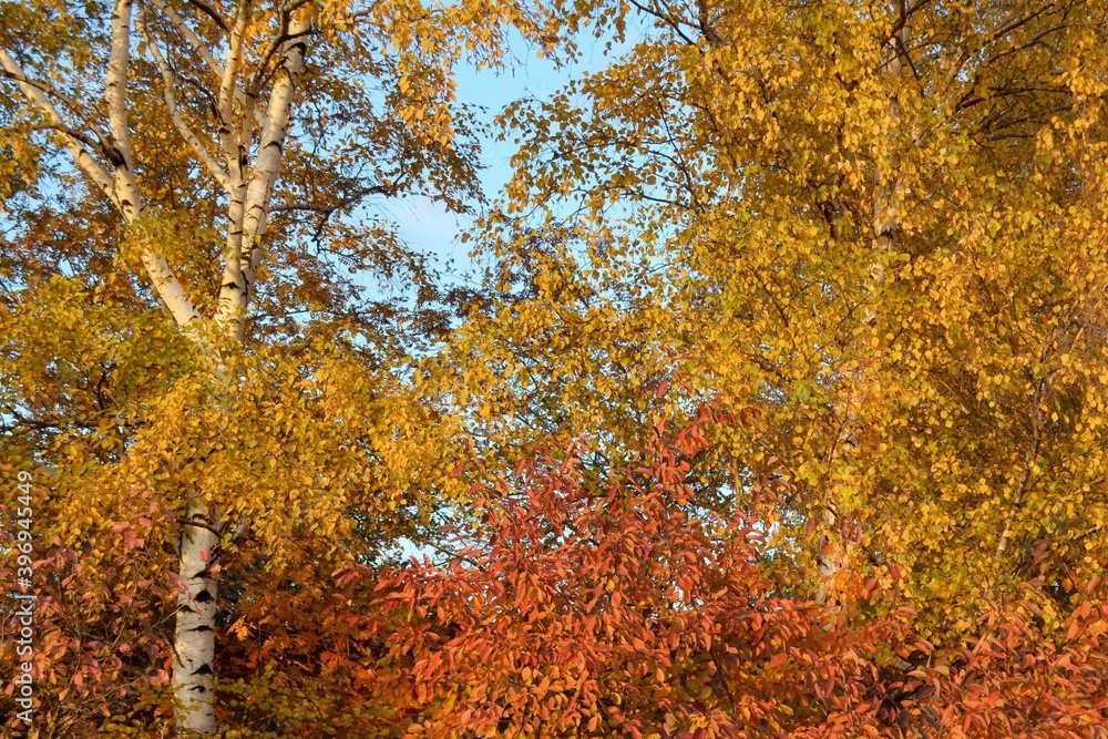 Autumn trees with orange and red leaves located in the park