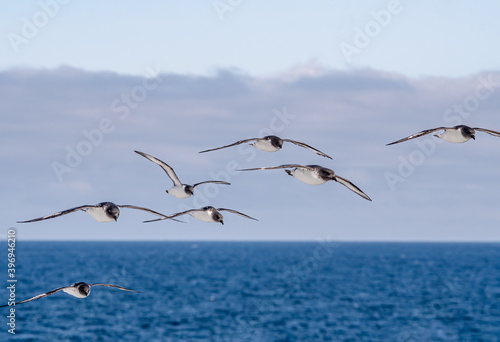 Cape Petrels (Daption capense) in South Atlantic Ocean, Southern Ocean, Antarctica photo