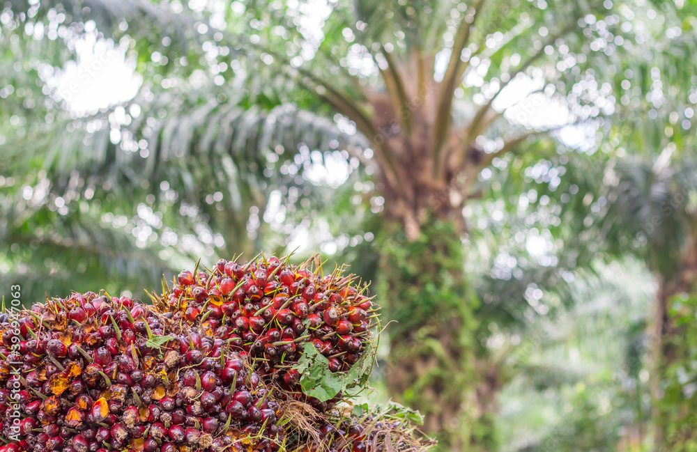 Palm oil from the garden is extracted into palm oil products. Palm oil from the garden is extracted into palm oil products.