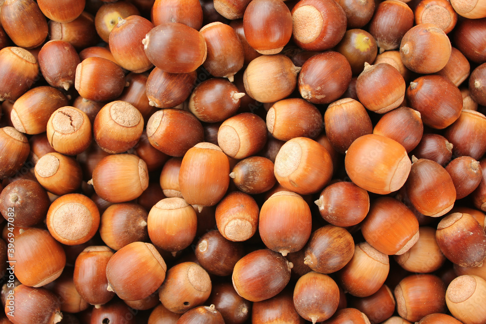 A lot of dried acorn. Autumn background A lot of dried acorn. Autumn background