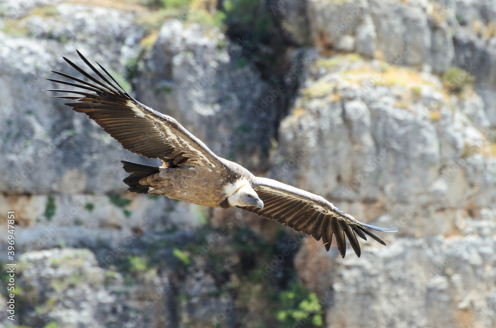 Obraz premium Gänsegeier