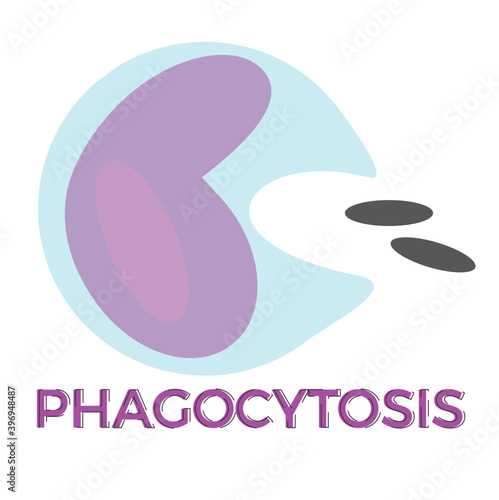 Illustration of cell phagocytosis.