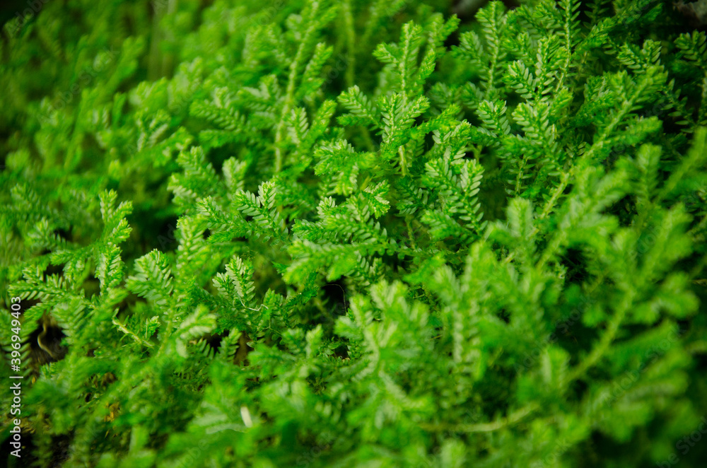 Colorful Plant Pictures Colorful Plant Pictures