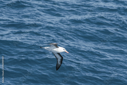 Black-browed Albatross  Thalassarche melanophris  in South Atlantic Ocean  Southern Ocean  Antarctica