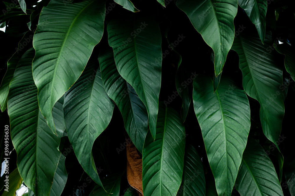 closeup nature view of tropical leaf background, dark tone concept closeup nature view of tropical leaf background, dark tone concept
