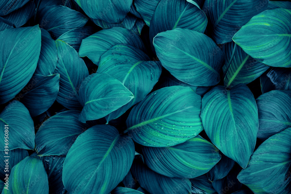 leaves of Spathiphyllum cannifolium, abstract green texture, nature background, tropical leaf leaves of Spathiphyllum cannifolium, abstract green texture, nature background, tropical leaf