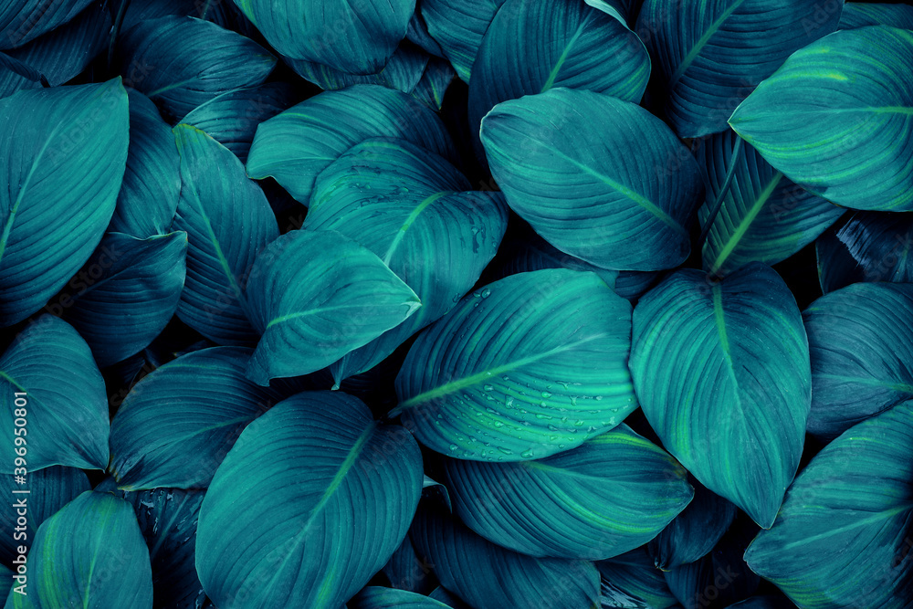 leaves of Spathiphyllum cannifolium, abstract green texture, nature background, tropical leaf