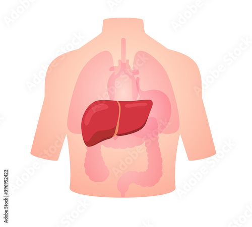human anatomy organ liver white lobe ducts falciform ligament isolated background flat style