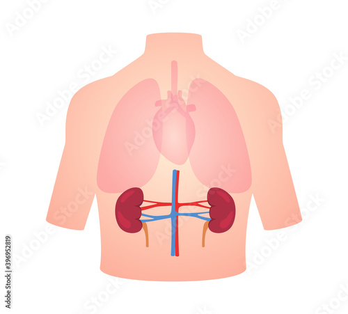 human anatomy organ kidney position in body lung heart transparent white isolated background flat style