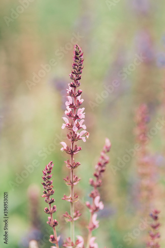 pink flowers in the garden