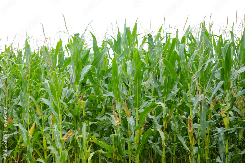 A green field of corn in India A green field of corn in India