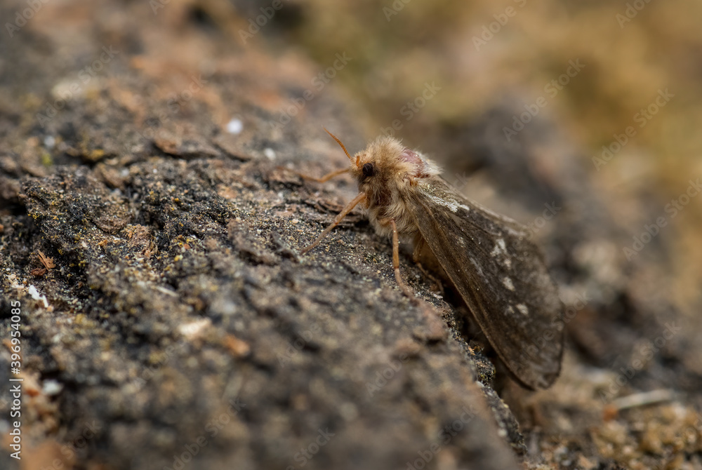 Common Swift moth - Korscheltellus lupulina, beautiful brown moth from European meadows and woodlands, Zlin, Czech Republic. Common Swift moth - Korscheltellus lupulina, beautiful brown moth from European meadows and woodlands, Zlin, Czech Republic.