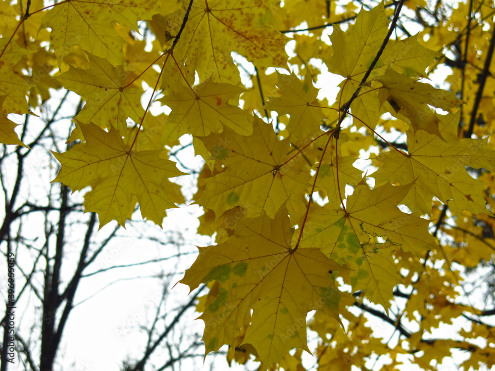 branch with yellow leaves of autumn maple branch with yellow leaves of autumn maple