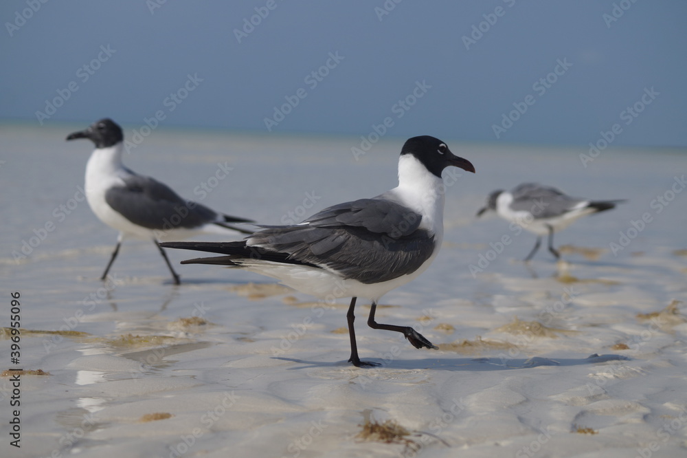 Gaviota Gaviota