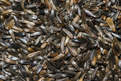 niger seeds in detail (Guizotia abyssinica) aka blackseed, noog, nug, nyger, nyjer, ramtil, ramtilla or inga seed