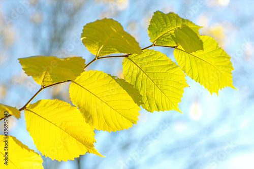 yellowed leaves on a tree branch in late autumn in the garden, texture of autumn leaves in sunlight, autumn landscape, a walk in the park in October