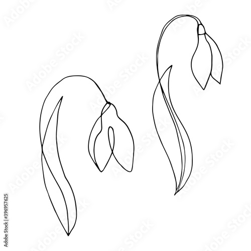 Vector illustration of spring flowers drawn by one line. Snowdrop drawn in Line Art style isolated on white background