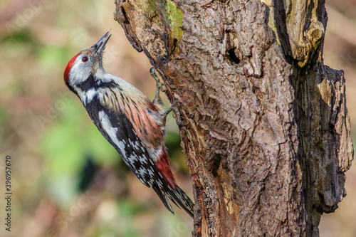 Mittelspecht (Leiopicus medius) photo