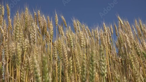 Wallpaper Mural Wheat in Agriculture Field, Ear, Agricultural View Grains, Cereals Crop in Sunrise, Agrarian Industry Products Torontodigital.ca