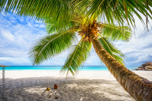 Palm tree white sand turquoise water at tropical beach paradise at seychelles