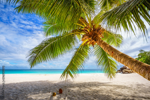 Palm tree,white sand,turquoise water at tropical beach,paradise at seychelles