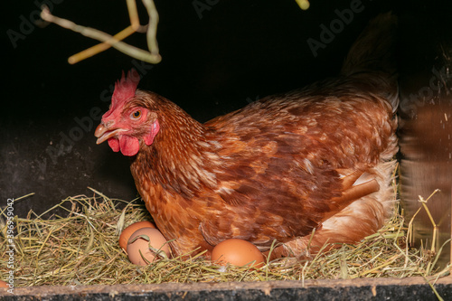Photography laying hen in a nest box