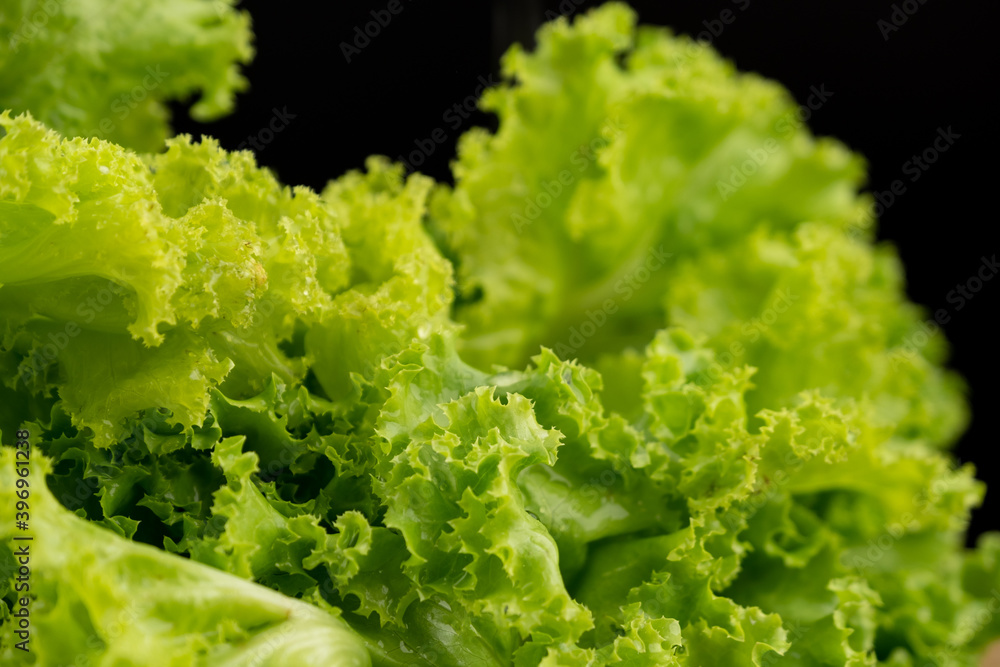 Green lettuce leaves lush with water drop on leaf, black background Green lettuce leaves lush with water drop on leaf, black background