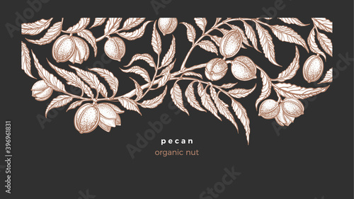 Pecan vintage template. Organic nut. Sketch card