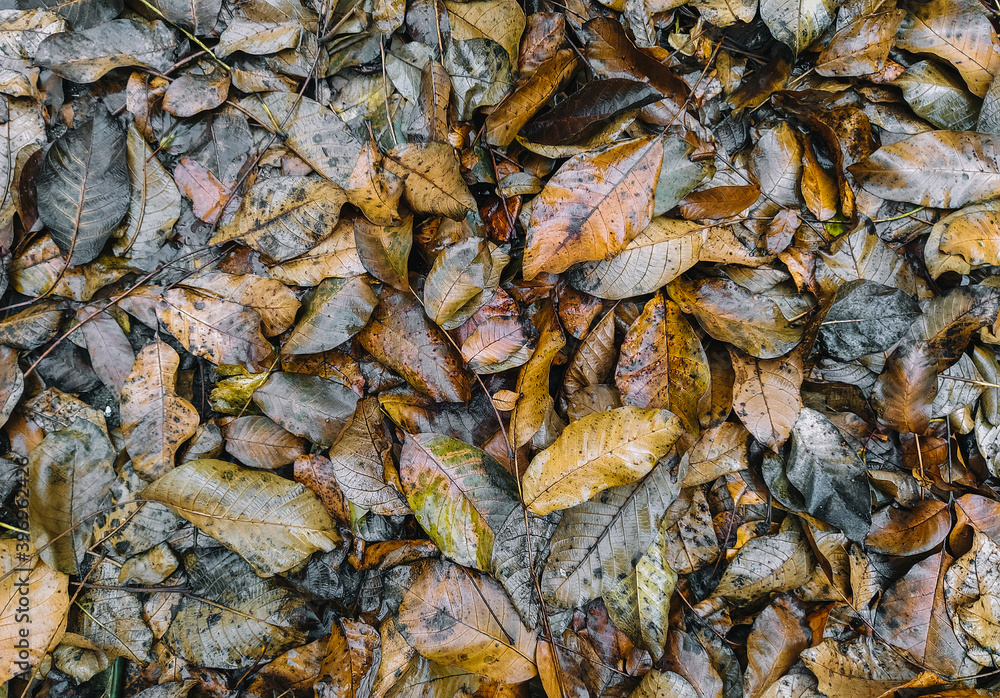 The texture of wet autumn brown walnut leaves after rain. Deadwood, top view. The texture of wet autumn brown walnut leaves after rain. Deadwood, top view.