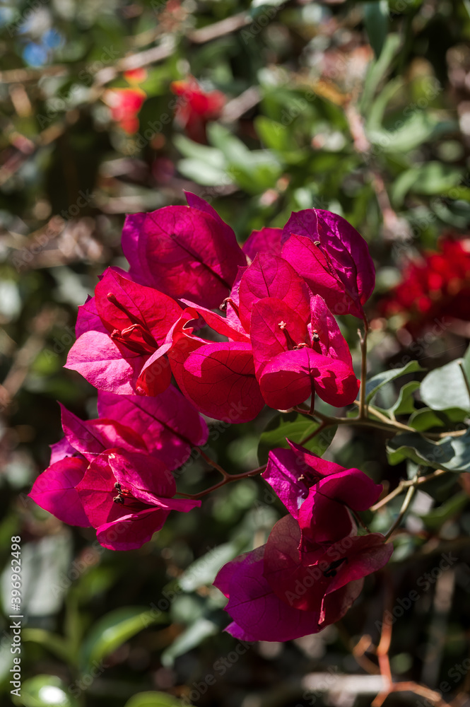 Paper Flower (Bougainvillea glabra) in garden, Los Angeles, California, USA Paper Flower (Bougainvillea glabra) in garden, Los Angeles, California, USA