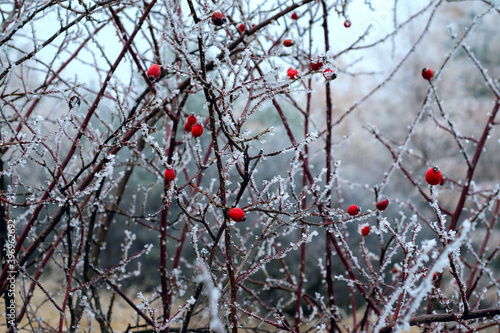 First frosts. Rosehip bushes with red berries covered with frost