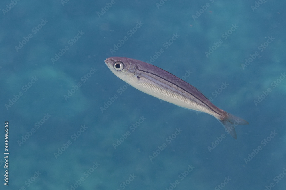 Fototapeta premium Juvenile Bogue (Boops boops) in Mediterranean Sea