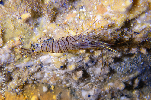 Common prawn or Glass prawn  Palaemon serratus  in Mediterranean Sea