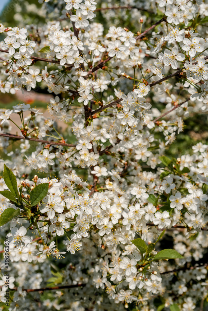 Fototapeta premium Sour Cherry (Prunus cerasus) in orchard