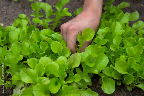 A woman's hand collects a young green salad in the garden. The concept of growing a home garden