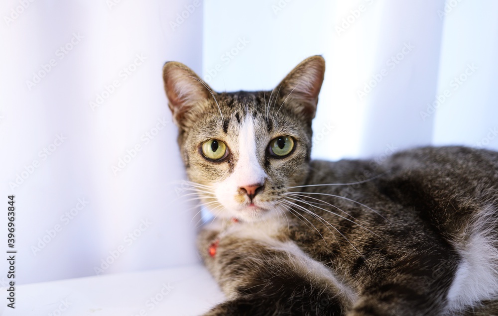 Happy tabby cat lovely comfortable Stay home with cat in the room. Cat Eyes Looking