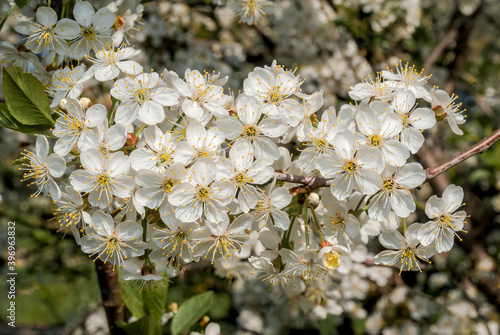 Sour Cherry  Prunus cerasus  in orchard