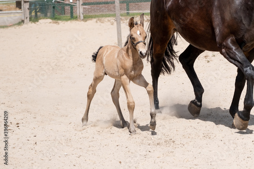 Foal trot with mother in the sand. A natural green background