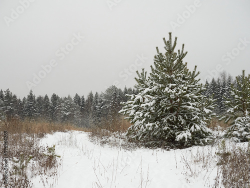 Christmas background with snowy fir trees © Mikhail