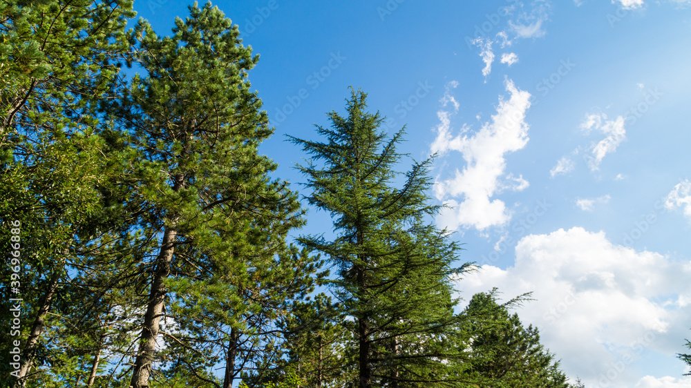 Fototapeta premium Vegetazione e alberi lungo il sentiero di montagna in estate