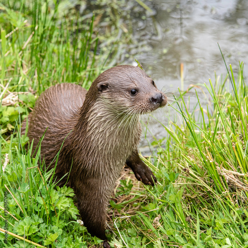 Otter on riverbank emerging from water