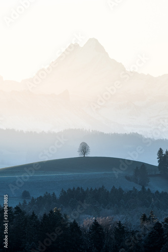 silhouette of a lonely tilia tree on a Emmental hill in front of the magic Schreckhorn