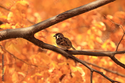 雀と紅葉 photo